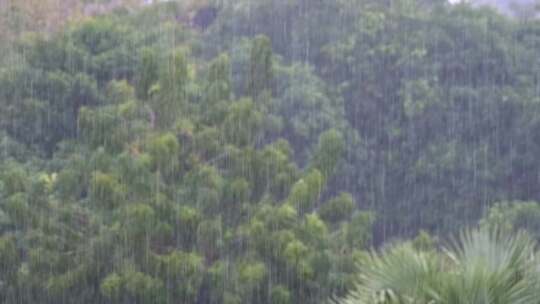 热带暴雨在棕榈树的绿色森林背景下慢动作视频素材模板下载