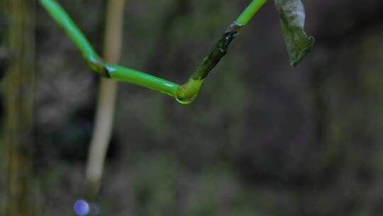 清明雨季：植物上的水滴升格特写