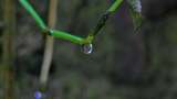 清明雨季：植物上的水滴升格特写高清在线视频素材下载