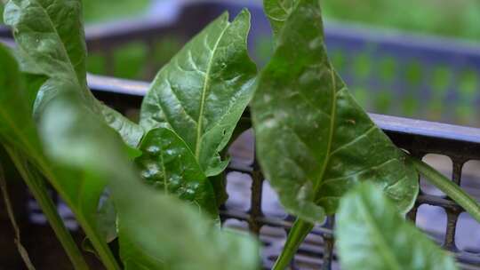 紫苏属 观赏 植物 草本植物 植物 绿植 紫苏