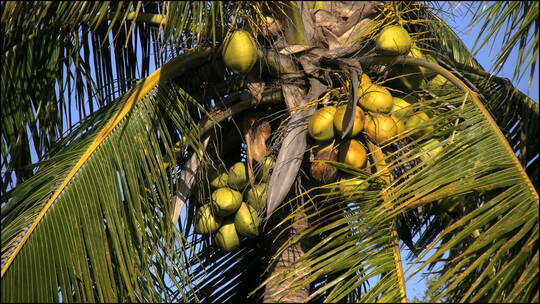 椰子树上的椰子
