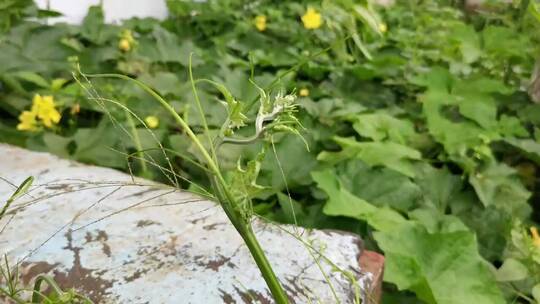 丝瓜花植物视频素材模板下载