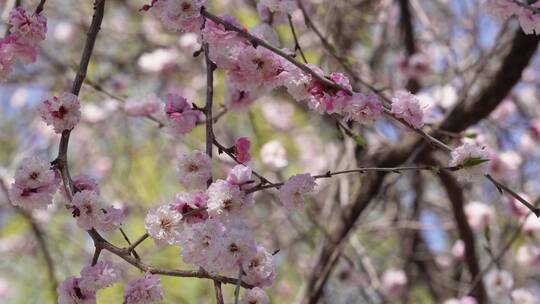 【镜头合集】北京植物园桃花梅花樱花粉色