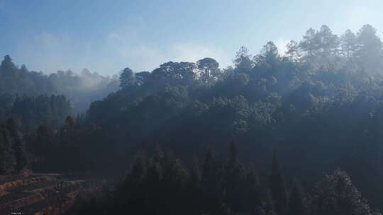 山间晨雾弥漫的森林自然景观