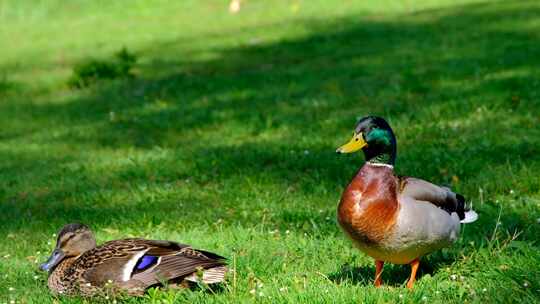 在草坪上休息的野鸭