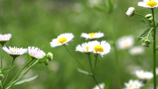 花花朵大自然景观特写公园开放