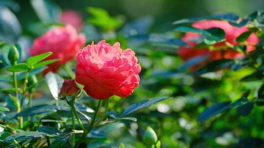 月季花玫瑰花视频素材模板下载