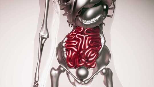 具有所有器官和骨骼的人体肠道模型