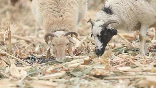 新疆准噶尔稻田中羊群吃草