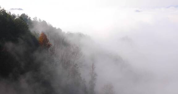 晨曦江南高山森林树林云海云雾生态环境