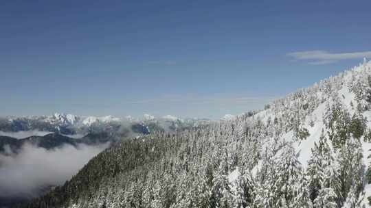 雪山上的松林