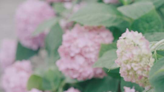 花园中不同颜色的绣球花，柳州河东公园视频素材模板下载