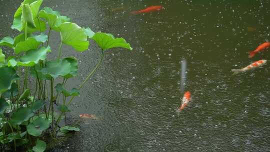 雨中畅游的锦鲤实拍