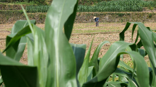 玉米叶前景耕作