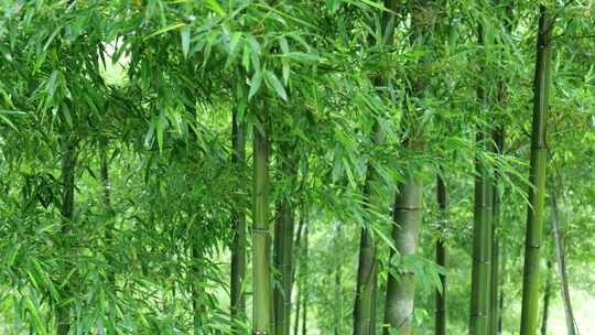 竹林竹叶禅意下雨天唯美空镜