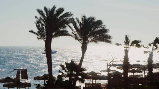 晨海背景下棕榈树的剪影