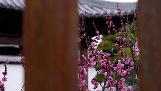 杭州净慈寺中式建筑前盛开的粉色梅花