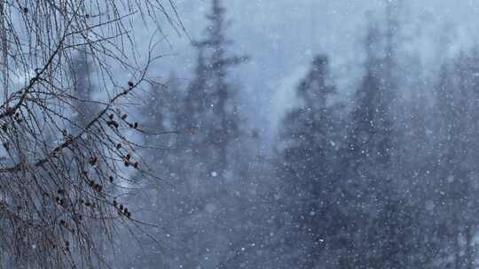 川西木格措，树林中大雪纷飞