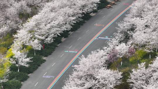 孤柏渡飞黄旅游区樱花园鲜花盛开