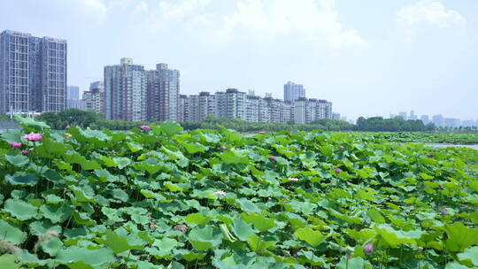 武汉南湖幸福湾水上公园