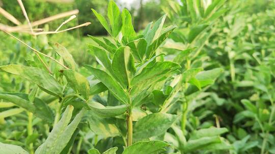 农村菜园花草树木绿色植物