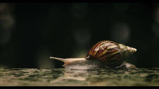 缓慢爬动的蜗牛