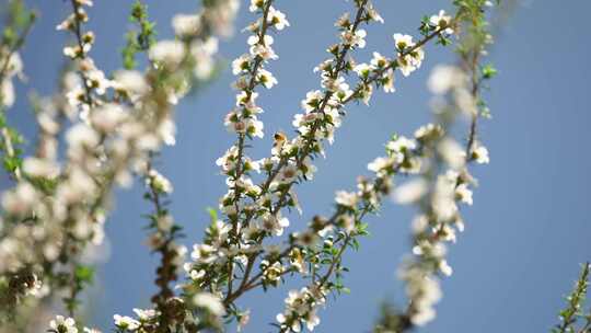 新西兰Manuka麦卢卡花丛 蜜蜂在花上采蜜