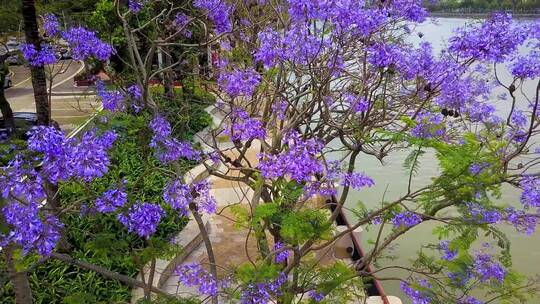 树上开满淡紫色的花 1