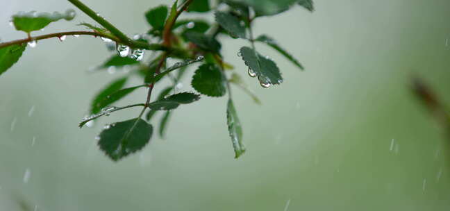 月季 绿叶 细雨  19