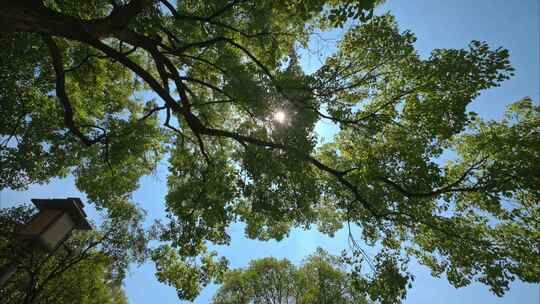 夏日阳光树林实拍视频素材模板下载