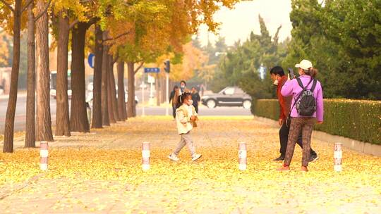 金色秋天 秋天 唯美秋景 金秋