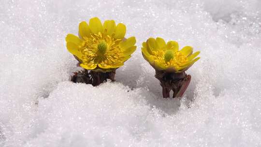 雪地里的小黄花
