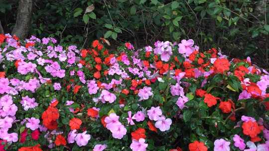 节日花市花香视频素材模板下载