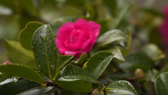 雨滴落在茶花的绿叶上