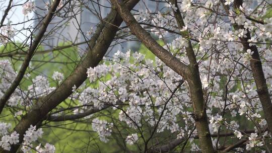 湖南衡阳岳屏公园樱花晚樱