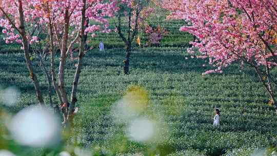 大理无量山樱花谷