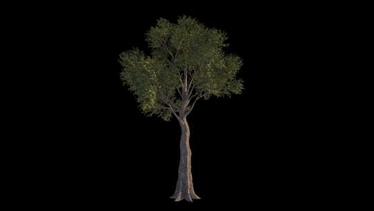 3D树木元素