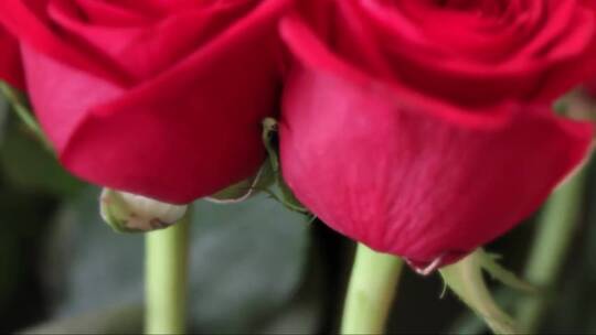 两束红色的玫瑰花