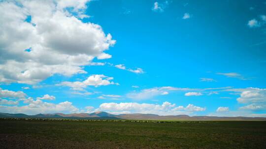 西藏那曲大草原——羊群延时