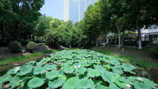 武汉江汉区后襄河公园