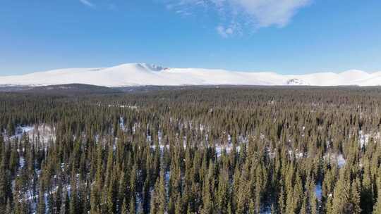 白雪覆盖的山脉和蓝天下的广阔森林