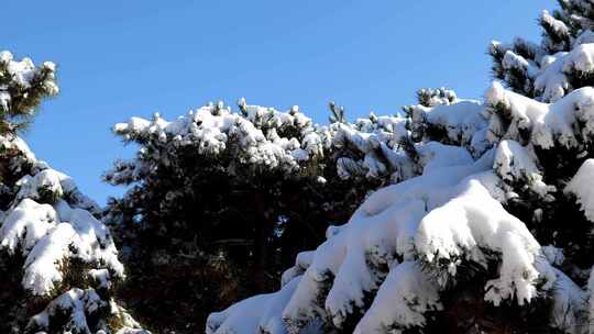 雪后青松