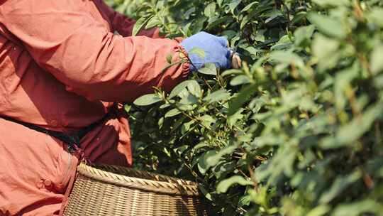 茶农采茶摘茶茶园茶树茶叶特写