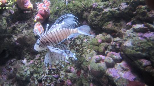 成都海洋馆水族箱里的蓑鲉