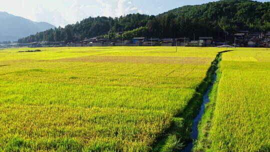 秋天金黄的稻田