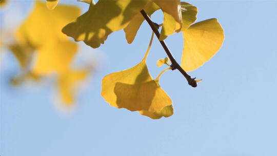 秋天阳光下的唯美银杏树叶空镜
