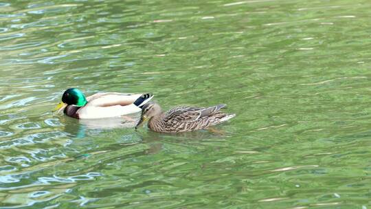 春天在湖水里游弋野鸭子