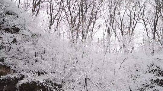 漫天飞雪大雪封山