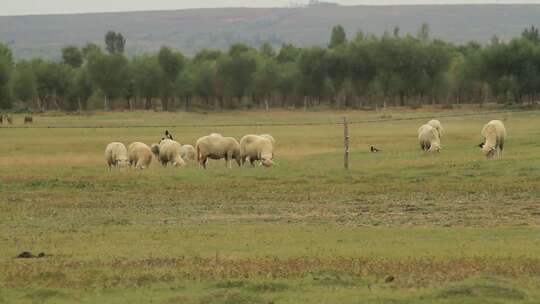 实拍正在草原上吃草的羊