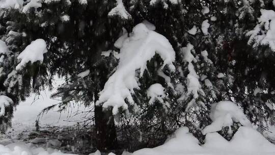 厚厚的积雪覆盖着森林地面